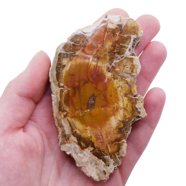 Dwustronnie polerowany plaster skamieniałego drewna z widocznymi słojami na białym tle.