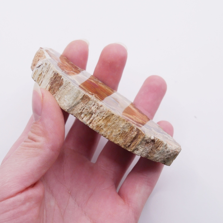 Naturalna podstawka ze skamieniałego drewna, ukazująca historię geologiczną.