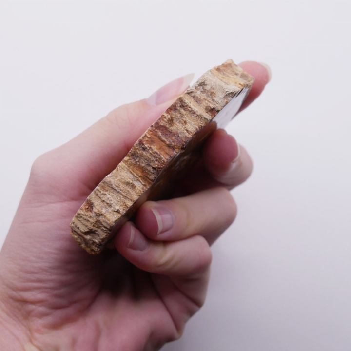 Surowa, chropowata krawędź okalająca gładką taflę skamieliny.