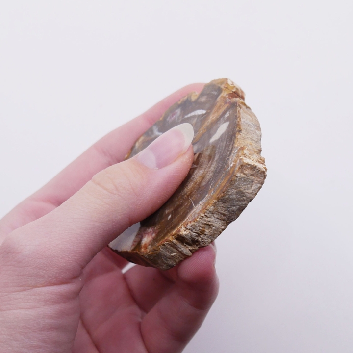 Surowa krawędź imitująca korę kontrastująca z gładką powierzchnią skamieliny.