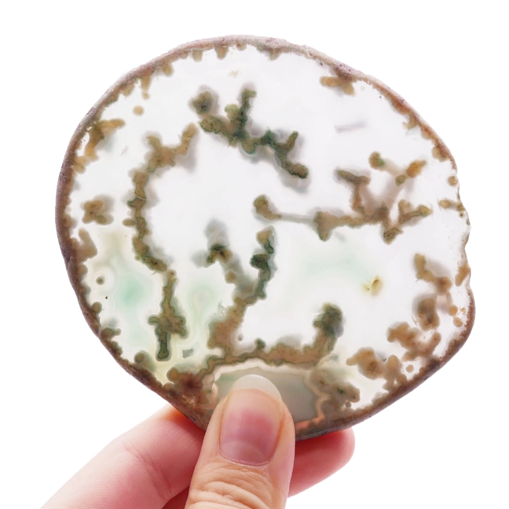 Dwustronnie polerowany plaster zielonego agatu o nieregularnym obrysie na białym tle.